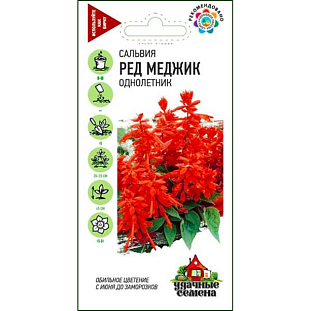Сальвия Ред Меджик сверкающая Сальвия Ред Меджик сверкающая