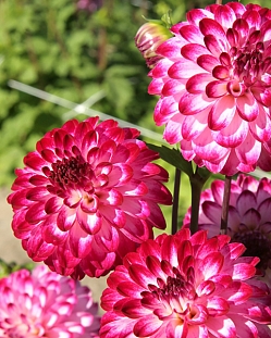 Георгин помпонный Литтл Роберт