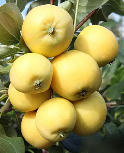 Саженцы Яблоня Уральское наливное
