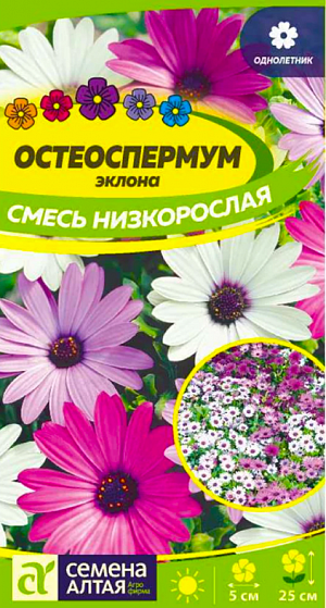 <div>
 Семена Остеоспермум Смесь низкорослая.
</div>
 Изысканно подобранная продолжительно цветущая смесь «капской маргаритки», выращивается в однолетней культуре. Растение низкорослое, густооблиственное, образует компактные кустики высотой 15-25 см, усыпанные белыми, розовыми, фиолетовыми цветками диаметром до 5 см. Каждый цветок сохраняет декоративность 5-7 дней. Отличительной особенностью культуры является нежный цветочный аромат, который исходит не от цветков, а от стеблей и листьев. Главные достоинства – длительное, с июня по октябрь, непрерывное цветение, растение не теряет декоративности в непогоду. Выращивают в цветниках, вазонах и кадках на террасах и внутренних двориках, балконных ящиках. Растение свето- и теплолюбивое, холодостойкое. Выдерживает кратковременные заморозки до -5°С. Хорошо растет на солнечных участках с рыхлой питательной, хорошо дренированной почвой с нейтральной или слабой кислотностью без застоя воды и избытка органики. Выращивают рассадным способом с высевом семян в марте-апреле в торфяные горшки. Рекомендуется проводить скарификацию.<br>
 <br>
Высаживают сухими семенами по одному семени в каждый горшок, глубина заделки 0,5 см. Ёмкость с посевами необходимо накрыть пленкой или стеклом и поместить в светлое прохладное место с температурой воздуха около +20°C. Пленку периодически снимают для проветривания посевов и удаления конденсата. Всходы появляются через 7-10 дней. Высадку рассады в открытый грунт проводят в конце мая – начале июня. Посадочный интервал – 15-20 см. Хорошо отзывается на подкормку минеральными удобрениями.