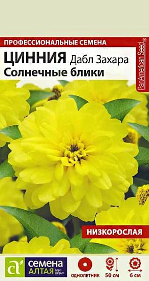 Семена Цинния Дабл Захара "Солнечные блики"<br>
Супервыносливая, не требующая специального ухода сортосерия! Шикарная цинния с мощными побегами и множеством махровых соцветий. Кустики компактные, высотой 40-50 см, хорошо ветвятся. Цветки очень яркие и праздничные ярко-желтого цвета, диаметром 5-6 см. Отличительными признаками сортосерии Дабл Захара являются: насыщенные и уникальные окраски цветков, длительный период цветения, повышенная толерантность к грибковым заболеваниям. Широко используется для оформления цветников, посадок в контейнеры и балконные ящики, для выращивания в вазонах и открытом грунте. Растение относительно засухоустойчиво, но требует регулярных поливов, чувствительно даже к легким заморозкам. Предпочитает солнечные, защищенные от ветра теплые участки с дренированной нейтральной, богатой гумусом и минеральными элементами почвой. Посевы на рассаду проводят с конца марта под стекло. Глубина заделки семян 0,5 см. При температуре +22…+25°С всходы появляются на 7-10 день. С развитием первой пары настоящих листочков сеянцы пикируют в отдельные горшочки. В фазе 5-6 листьев проводят формирующую прищипку. В открытый грунт на постоянное место рассаду высаживают в конце мая – начале июня, когда минует угроза заморозков. Схема посадки – 20х20 см. Возможен прямой посев семян в открытый грунт в мае. Продолжительность цветения с июля до осенних холодов. Удаление увядших соцветий способствует более пышному и продолжительному цветению.