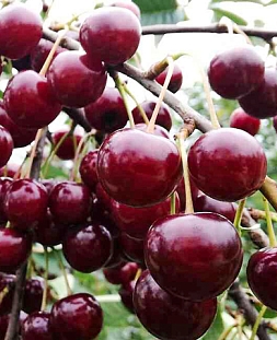 Саженцы Вишня Сабина