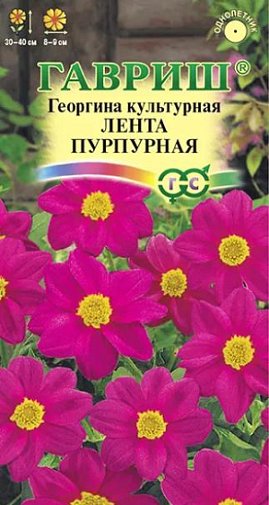 Семена Георгина Лента пурпурная<br>
 <br>
 Одно из любимых однолетних растений для цветников и срезки. Формирует компактный кустик высотой до 40-50 см. Образует многочисленные ветвистые стебли высотой 40-50 см. Цветение продолжительное и обильное с июля до заморозков. Соцветия пурпурные, диаметром 8-9 см. Предпочитает солнечные, защищенные от ветра участки с рыхлой, плодородной почвой. Выращивается рассадным способом. Посев семян на рассаду проводят в марте-апреле. Используется для посадки на клумбах, рабатках, в группах, контейнерах.<br>