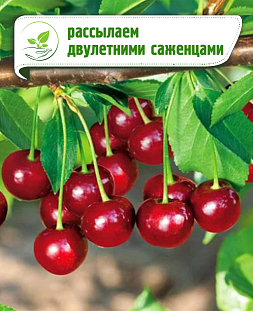 Саженцы Вишня Панди