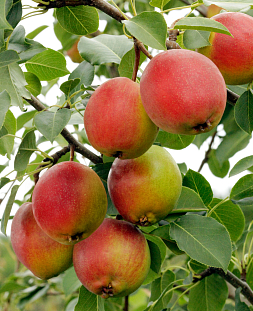 Саженцы Груша летняя КРАСУЛЯ