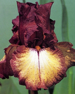Ирис бородатый Бургунди Браун