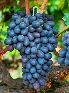 Виноград Руслан