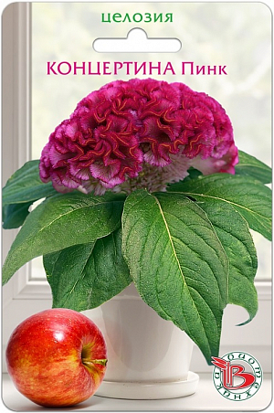 <p>
</p>
<div>
 Отличное растение для домашнего хобби! <br>
 Карликовая серия Целозии гребенчатой для малообъемного выращивания. <br>
 Розетка листьев диаметром 15-20 см, соцветие - 10-12 см. <br>
 Прекрасно подходит для выращивания на подоконнике или балконе. <br>
 Посев: в течение всего года, семена в гранулах раскладываются равномерно на поверхности грунта, дополнительно грунтом не присыпаются. <br>
 Прорастание: 7-10 дней при температуре 22-25 ºС, при выращивании в темное время года необходима досветка 14-16 часов. <br>
 Пикировка: на стадии 3-4 настоящих листьев в горшки объёмом не менее 100 мл. <br>
 Цветение: бутоны закладываются на 6-7 неделе выращивания, полное цветение наступает на 14-16 неделе. <br>
 На одно взрослое растение потребуется 2,5 литра грунта. <br>
 Подкормка комплексным минеральным удобрением с микроэлементами. <br>
 Рекомендуется выращивать на солнечных, ярко освещенных местах.
</div>
<p>
</p>