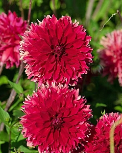 Георгин бахромчатый Ред Фубуки