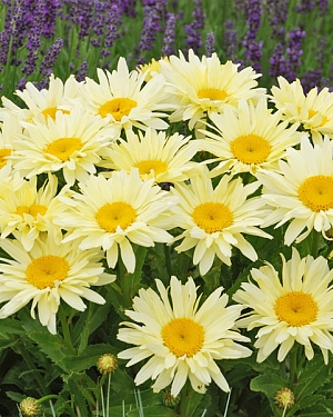 Нивяник наибольший Банана Крим