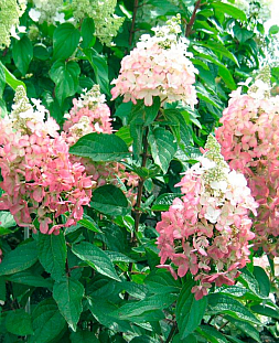 Гортензия метельчатая Дартс Литтл Дот