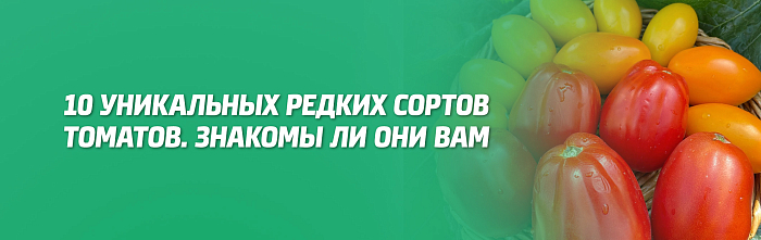 10 УНИКАЛЬНЫХ РЕДКИХ СОРТОВ ТОМАТОВ. ЗНАКОМЫ ЛИ ОНИ ВАМ? 