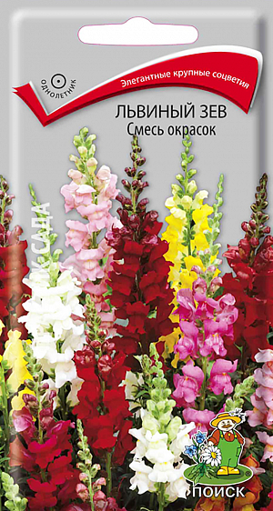 Семена Львиный зев Смесь окрасок.
Очень крупные многоцветковые соцветия. Куст высотой до 90 см. Цветки крупные, разнообразной окраски, ароматные. Цветет с июня по октябрь. Продолжительность цветения одного цветка до 12 дней, всего растения — до трех месяцев. Используют для клумб, рабаток, групповых и массовых посадок, миксбордеров, опушек к кустарникам, для срезки. В срезанном виде стоит в воде 7-14 дней, при этом распускаются все бутоны. 
Агротехника. Растение светолюбивое, холодостойкое, выносит заморозки до –5°С. К почвам не требовательно, но лучше растет и продолжительнее цветет на плодородных почвах. При выращивании рассады посевы проводят в конце февраля или в первой половине марта в ящики. Семена слегка присыпают землей. При температуре +15-20°C всходы появляются на 20-25 день. Сеянцы дважды пикируют. В открытый грунт рассаду высаживают в мае, выдерживая расстояние между растениями 20-30 см. Можно сеять в открытый грунт непосредственно на место во второй половине апреля. Семена соответствуют требованиям международных стандартов и ГОСТу РФ 12260-81.