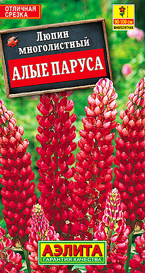 Семена Люпин Алые паруса.
Популярное многолетнее травянистое растение высотой 100-130 см. Многочисленные цветки собраны в большие кистевидные соцветия длиной 30-40 см. Кусты с множеством прочных цветоносов. Цветение в июне, очень обильное, при своевременном удалении отцветших соцветий, продолжается до августа. Растение неприхотливое, не требовательное к почвам, засухоустойчивое и зимостойкое. Хорошо обогащает землю азотом. Выращивается в одиночных и групповых посадках с другими многолетниками. Отличный материал для срезки.
Агротехника. Посев в грунт на постоянное место в самые ранние сроки в апреле, как только позволит почва, или под зиму в конце октября. Глубина заделки семян 2-3 см. Зацветает в конце мая-июне следующего года. Растениям необходимы регулярные поливы, прополки, рыхления и подкормки.