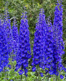 Дельфиниум Пацифик Блэк Найт