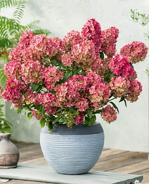 Гортензия метельчатая Петит Черри