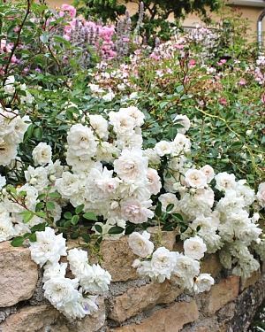 Роза почвопокровная Си Фоум