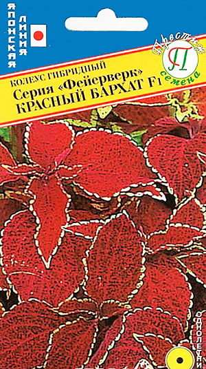 <div>
 Семена Колеус Радуга Красный бархат гибридный F1.
</div>
Однолетник. Высокорослый гибрид колеуса с большими, декоративными цветными листьями. Рекомендуется для групповых посадок или как фон для более низких цветов.
Сеять на рассаду в феврале-апреле. Семена равномерно распределяют по поверхности влажного компоста, присыпают тонким слоем компоста (1 мм), накрывают стеклом или прозрачной плёнкой. Ставят в теплое место (температура 20-25 градусов), поддерживают влажность, всходы появляются на 8-14 день. После прорастания пленку убирают. Выращивают на свету, но избегая попадания прямых солнечных лучей. Подросшие растения пикируют в отдельные горшочки либо ящички с шагом 5-7 см. Акклиматизированные растения высаживают в грунт на постоянное место с шагом 20-25 см.