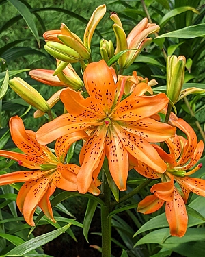 Лилия азиатская махровая Маст Си