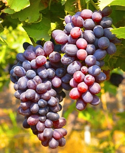 Саженцы Виноград Кишмиш Юпитер