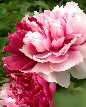 Пион Мистер Эд