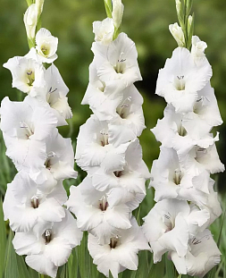 Гладиолус Бангладеш