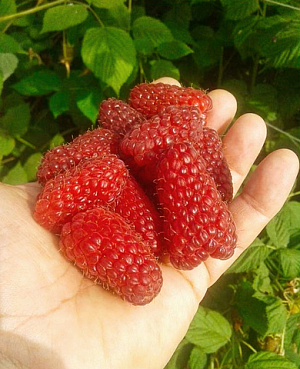 Саженцы Малина Лячка