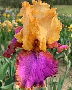 Ирис бородатый О Соммэ