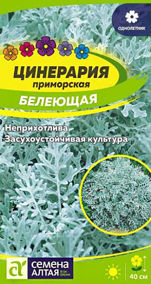 Семена цветы Цинерария Белеющая.<br>
 <br>
Замечательное изящное почвопокровное растение высотой до 40 см., выращиваемое в однолетней культуре. Ценится за декоративные листья – резные, приятные на ощупь, бархатисто-опушенные густыми серебристыми волосками. Листва цинерарии великолепно сочетается с ярко цветущими растениями любого цветника, сглаживая цветовые контрасты и объединяя композицию. Выращивают как ковровое, бордюрное растение, используют для окаймления клумб, рабаток, составления зимних букетов. Неприхотлива, засухоустойчива, светолюбива. Прекрасно себя чувствует на участках с рассеянным светом и хорошо дренированными нейтральными или слабощелочными почвами. Полив необходим регулярный, но умеренный. Размножают рассадным способом. Семена высевают в ящики в апреле и слегка присыпают землей, посевы увлажняют и накрывают пленкой. После появления 2 пары листочков сеянцы пикируют в отдельные емкости. В июне рассаду высаживают в открытый грунт, выдерживая расстояния 35-45 см.