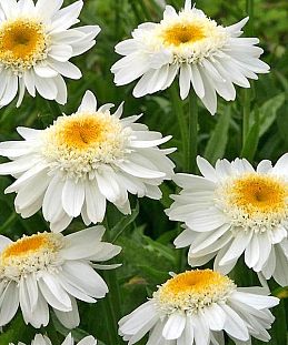 Нивяник Санни Сайд Ап