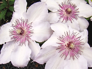 Клематис Фэйр Розамунд