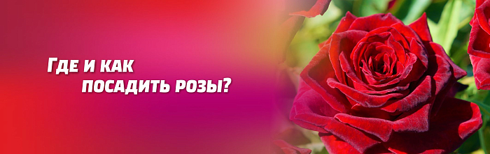 ГДЕ И КАК ПОСАДИТЬ РОЗЫ. ЛУЧШИЕ СОРТА ГДЕ И КАК ПОСАДИТЬ РОЗЫ. ЛУЧШИЕ СОРТА