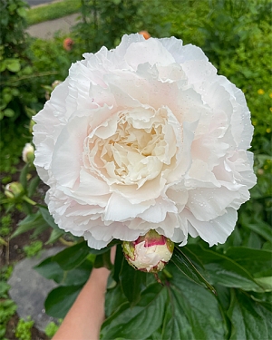 Пион Энн Казинс