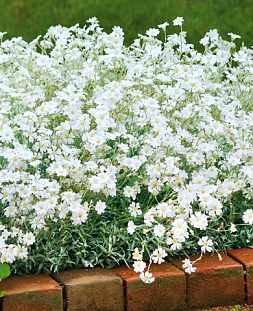 Ясколка войлочная