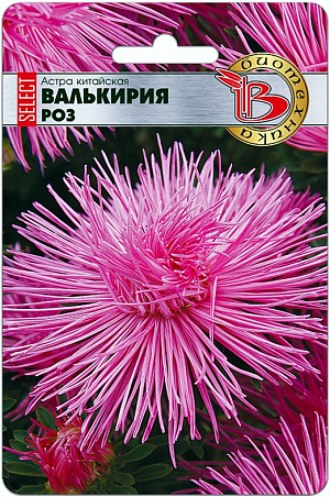Семена астра Валькирия. <br>
 <br>
 Эта серия с более стабильными свойствами, чем предыдущее поколение. Удалось улучшить выравненность цветков и повысить декоративность растений.
<p>
 Основное назначение группы - срезка, но они хороши, также в групповых посадках.
</p>
<p>
 Высадка: март-апрель для цветения в августе-сентябре. Семена равномерно распределяют по поверхности подготовленного стерильного (для избежания поражения сеянцев черной ножкой) субстрата, слегка присыпают, проводят полив теплой водой. Субстрат должен быть легким и мелкодисперсным.
</p>
<p>
 Прорастание: 7-14 дней при температуре 15-21 °С.Пикировка: в фазе 2-3 настоящих листьев растения пикируют в горшки диаметром 6 см. Оптимальная температура при выращивании 15-16°С.Высадка в грунт: рассаду высаживают в грунт в возрасте 40-50 дней. При высадке рекомендуется схема 15x20 см., 32 растения на кв.м. Температура 16-18°С.
</p>
