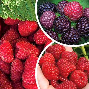 Саженцы Малина комплект №1 (Бристоль, Делнива,Шапка Мономаха)