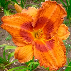 Лилейник Дюк оф Дарем