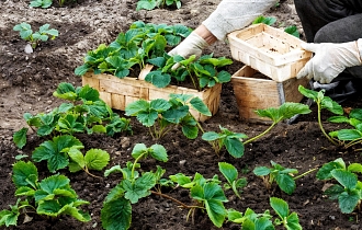 Осенние посадки земляники - залог рекордного урожая будущего года Осенние посадки земляники - залог рекордного урожая будущего года