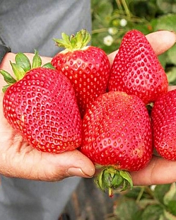 Саженцы Клубника (Земляника) садовая Сибилла