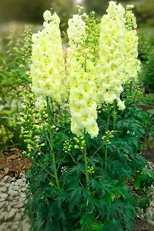 Дельфиниум Йеллоу Перл