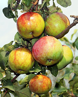 Саженцы Яблоня Первоуральское