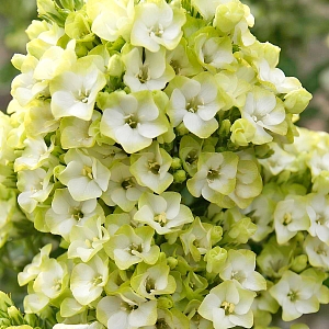 Флокс метельчатый Грин Лиф