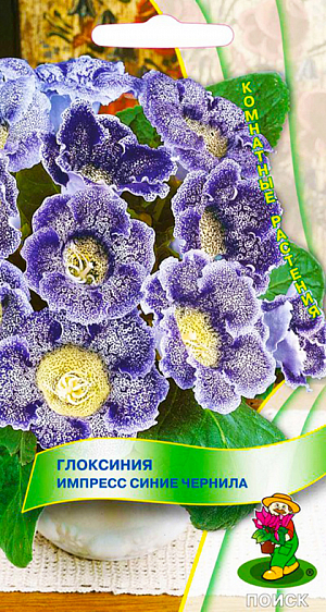Семена Глоксиния Импресс синие чернила.
Эффектные граммофончики с красными крапинками. При благоприятных условиях одновременно появляются до 20 бутонов на одном растении. Хорошо растет в достаточно освещенных местах, но без прямых солнечных лучей. Полив постоянный, обильный; избегая попадания воды на листья и цветки, лучше применять полив в поддон. Почвенная смесь: листовая, торфяная земля, сфагнум, песок в отношении 1:1:1:1. После цветения у растения наступает период покоя.
Посев производят в январе-феврале, землей семена не присыпают, для поддержания постоянной влажности накрывают стеклом или пленкой. При температуре 18-20°C всходы появляются через 14-20 дней. Через месяц сеянцы пикируют, а затем пересаживают в горшки. Растения, полученные из семян, зацветают через 6-7 месяцев.