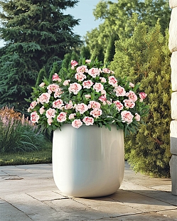 Гвоздика Оскар Ред Стар