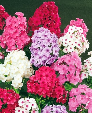 Саженец Флокс метельчатый набор Лето в деревне