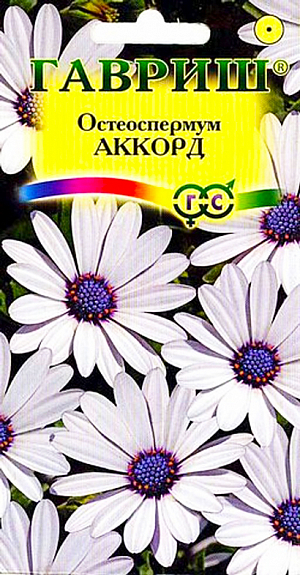 Семена Остеоспермум Аккорд.
Многолетник 70-100 см высотой, выращиваемый как однолетник. Ромашковидные соцветия диаметром 4-5 см с белыми язычковыми цветками и синим центром, распускающиеся с июня до октября. Хорошо растет на прогреваемых солнечных участках, нуждается в рыхлой, плодородной почве, не теряют декоративности в непогоду. Семена высевают под стекло в марте-апреле в ящики с легким песчаным грунтом. Глубина заделки семян 0,5 см. Всходы появляются через 7-10 дней. Сеянцы содержат при умеренной температуре. Высадка рассады в конце мая на расстоянии 20-25 см. Капскую маргаритку выращивают в цветниках, в вазонах и кадках на террасах и внутренних двориках. При посадке в контейнеры необходимо тщательно следить, чтобы почва полностью не пересыхала. Время от времени растения следует подкармливать, так как это способствует более длительному цветению. Зимует в светлых холодных (но не промерзающих) помещениях при минимальном поливе.