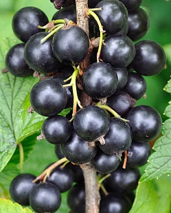 Саженцы Смородина Сладкая жемчужина