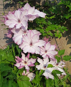 Клематис Омоширо