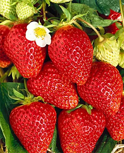 Саженцы Клубники (Земляники) Ламбада