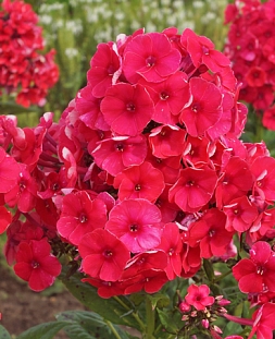 Флокс метельчатый Гренадин Дрим